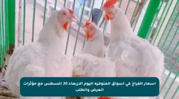 أسعار الفراخ في أسواق المنوفية اليوم الأربعاء 20 أغسطس مع مؤثرات العرض والطلب